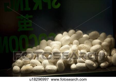 Close-up of cocoons in a silk factory, Suzhou, Jiangsu Province, China View Large Photo Image Stock Photo - Close-up of cocoons in a silk factory, Suzhou, Jiangsu Province, China. Fotosearch