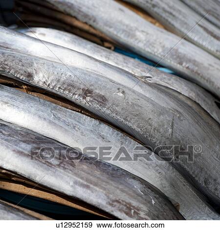 Close-up of fish, Busan, Yeongnam, South Korea View Large Photo Image Stock Photo - Close-up of fish, Busan, Yeongnam, South Korea. Fotosearch