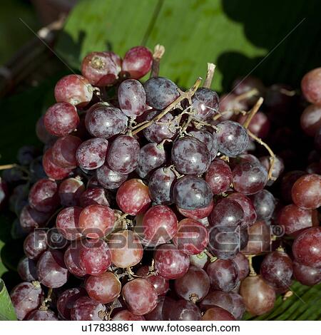 Close-up of red grapes, Chiang Mai, Thailand View Large Photo Image Stock Image - Close-up of red grapes, Chiang Mai, Thailand. Fotosearch
