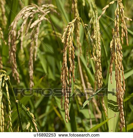 Close-up of rice crop in a field, Thailand View Large Photo Image Stock Image - Close-up of rice crop in a field, Thailand. Fotosearch