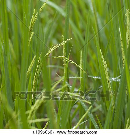 Close-up of rice grains in field, Thailand View Large Photo Image Stock Photo - Close-up of rice grains in field, Thailand. Fotosearch