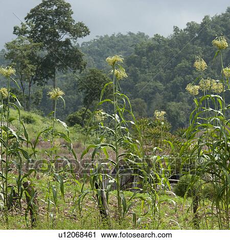 Corn field, Chiang Dao, Chiang Mai Province, Thailand View Large Photo Image Stock Image - Corn field, Chiang Dao, Chiang Mai Province, Thailand. Fotosearch