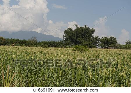Corn field, Chiang Dao, Chiang Mai Province, Thailand View Large Photo Image Stock Image - Corn field, Chiang Dao, Chiang Mai Province, Thailand. Fotosearch