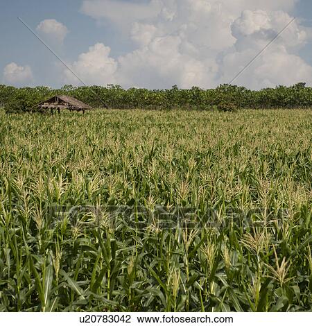 Corn field, Chiang Dao, Chiang Mai Province, Thailand View Large Photo Image Stock Image - Corn field, Chiang Dao, Chiang Mai Province, Thailand. Fotosearch