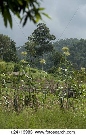 Corn field, Chiang Dao, Chiang Mai Province, Thailand View Large Photo Image Stock Image - Corn field, Chiang Dao, Chiang Mai Province, Thailand. Fotosearch