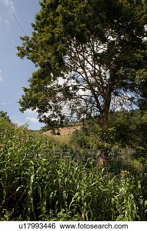 Stock Photograph - Corn field, Thailand. Fotosearch