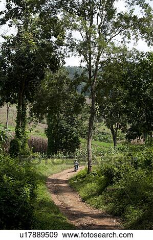 Dirt road passing through a field, Chiang Dao, Chiang Mai Province, Thailand View Large Photo Image Stock Photo - Dirt road passing through a field, Chiang Dao, Chiang Mai Province, Thailand. Fotosearch