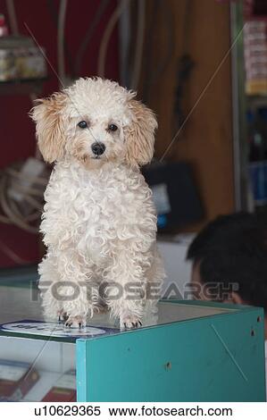 Stock Photography - Dog sitting on a table, Shanghai, China. Fotosearch