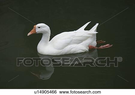 Duck, Zhouzhuang, Jiangsu Province, China View Large Photo Image Stock Photograph - Duck, Zhouzhuang, Jiangsu Province, China. Fotosearch