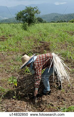 Farm worker harvesting soybean in a field, Chiang Dao, Chiang Mai Province, Thailand View Large Photo Image Stock Image - Farm worker harvesting soybean in a field, Chiang Dao, Chiang Mai Province, Thailand. Fotosearch