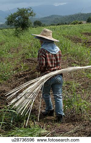 Farm worker harvesting soybean in a field, Chiang Dao, Chiang Mai Province, Thailand View Large Photo Image Stock Photograph - Farm worker harvesting soybean in a field, Chiang Dao, Chiang Mai Province, Thailand. Fotosearch