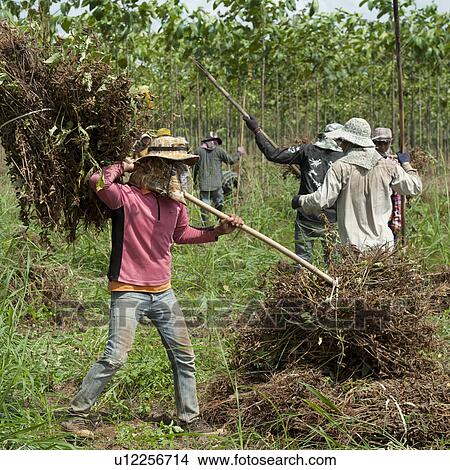 Farm workers harvesting soybean, Chiang Dao, Chiang Mai Province, Thailand View Large Photo Image Picture - Farm workers harvesting soybean, Chiang Dao, Chiang Mai Province, Thailand. Fotosearch