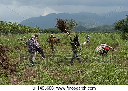 Stock Image - Farm workers harvesting soybean in a field, Chiang Dao, Chiang Mai Province, Thailand. Fotosearch