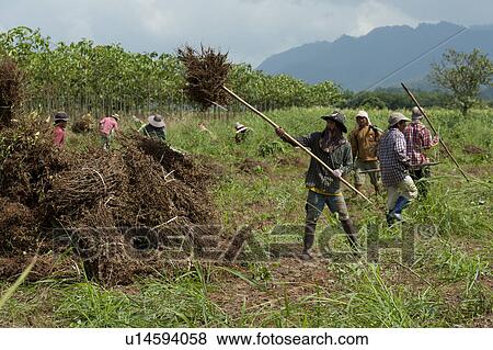 Stock Photo - Farm workers harvesting soybean in a field, Chiang Dao, Chiang Mai Province, Thailand. Fotosearch