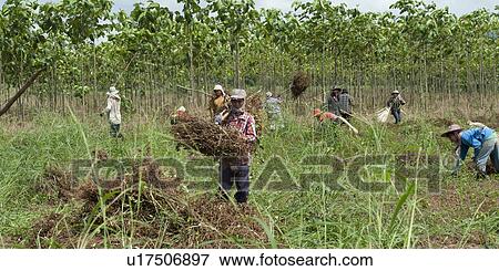Farm workers harvesting soybean in a field, Chiang Dao, Chiang Mai Province, Thailand View Large Photo Image Stock Photo - Farm workers harvesting soybean in a field, Chiang Dao, Chiang Mai Province, Thailand. Fotosearch