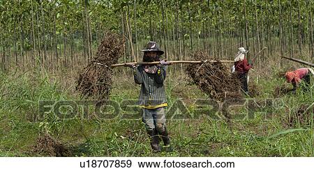 Farm workers harvesting soybean in a field, Chiang Dao, Chiang Mai Province, Thailand View Large Photo Image Stock Photo - Farm workers harvesting soybean in a field, Chiang Dao, Chiang Mai Province, Thailand. Fotosearch