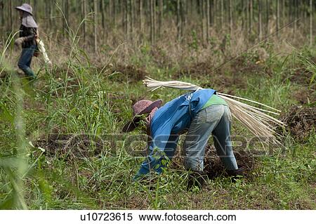 Stock Photography - Farm workers harvesting soybean in a field, Chiang Dao, Chiang Mai Province, Thailand. Fotosearch