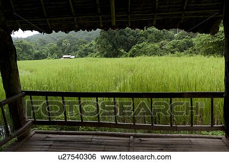 Stock Photograph - Field viewed from a shade field, Thailand. Fotosearch