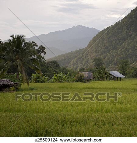 Picture - Field with a mountain range in the background, Thailand. Fotosearch