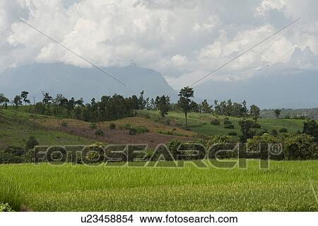 Field with mountains in the background, Chiang Dao, Chiang Mai Province, Thailand View Large Photo Image Picture - Field with mountains in the background, Chiang Dao, Chiang Mai Province, Thailand. Fotosearch