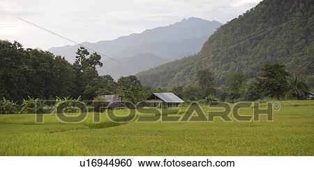 Stock Image - Field with mountains in the background, Thailand. Fotosearch