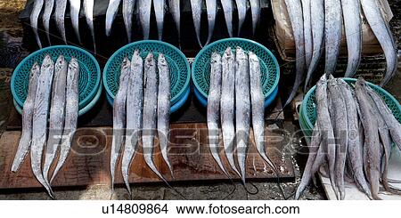 Fish at a stall in a fish market, Busan, Yeongnam, South Korea View Large Photo Image Picture - Fish at a stall in a fish market, Busan, Yeongnam, South Korea. Fotosearch
