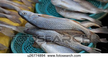 Picture - Fish at a stall in a fish market, Busan, Yeongnam, South Korea. Fotosearch