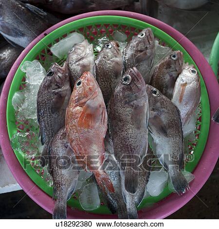 Stock Image - Fish at a stall in a fish market, Busan, Yeongnam, South Korea. Fotosearch