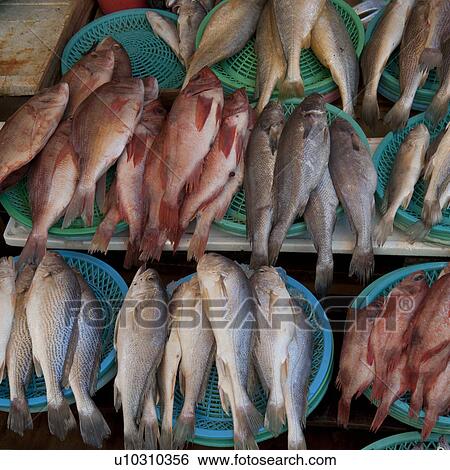 Stock Photograph - Fish at a stall in a fish market, Busan, Yeongnam, South Korea. Fotosearch