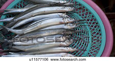 Fish at a stall in a fish market, Busan, Yeongnam, South Korea View Large Photo Image Stock Photograph - Fish at a stall in a fish market, Busan, Yeongnam, South Korea. Fotosearch