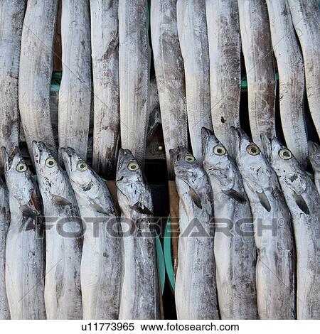 Fish at a stall in a fish market, Busan, Yeongnam, South Korea View Large Photo Image Stock Photography - Fish at a stall in a fish market, Busan, Yeongnam, South Korea. Fotosearch