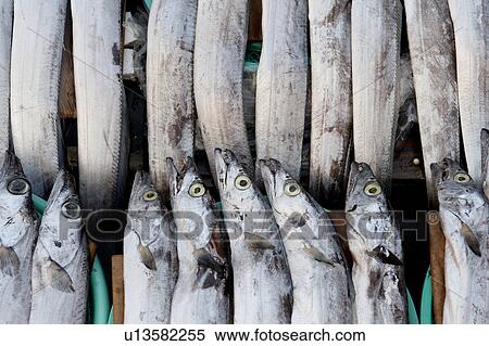 Fish at a stall in a fish market, Busan, Yeongnam, South Korea View Large Photo Image Stock Photography - Fish at a stall in a fish market, Busan, Yeongnam, South Korea. Fotosearch