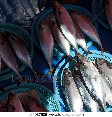 Stock Photography - Fish at a stall in a fish market, Busan, Yeongnam, South Korea. Fotosearch