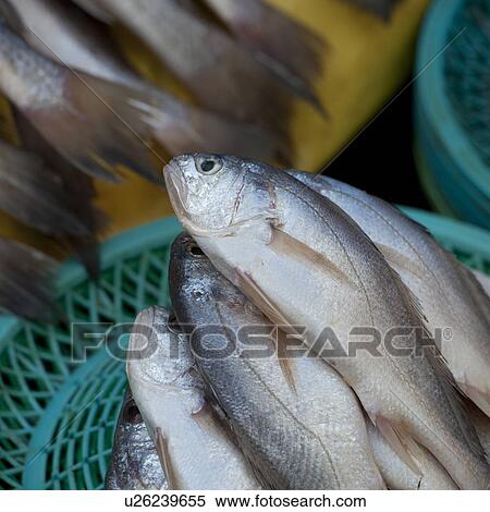 Stock Photography - Fish at a stall in a fish market, Busan, Yeongnam, South Korea. Fotosearch