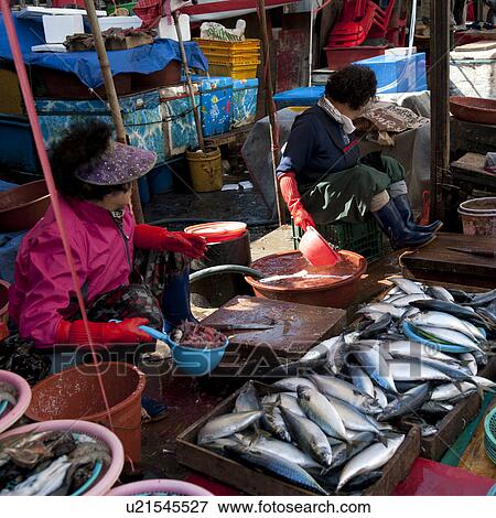 Fish market, Busan, Yeongnam, South Korea View Large Photo Image Stock Photo - Fish market, Busan, Yeongnam, South Korea. Fotosearch
