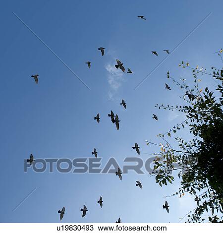 Stock Image - Flock of birds flying around a tree in Yongdusan Park, Jung-gu, Busan, Yeongnam, South Korea. Fotosearch