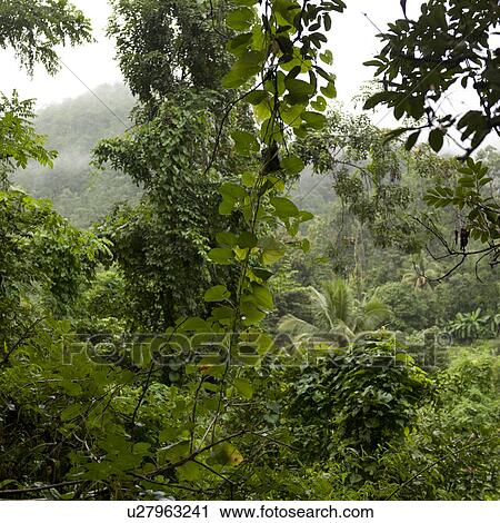 Stock Image - Forest, Thailand. Fotosearch