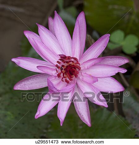 Gros Plan De A Lotus Fleur Thaïlande Banque Dimage