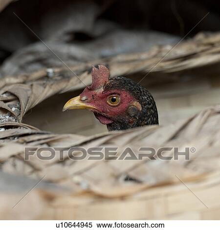 Hen peeking from a basket, Chiang Dao, Chiang Mai Province, Thailand View Large Photo Image Stock Photography - Hen peeking from a basket, Chiang Dao, Chiang Mai Province, Thailand. Fotosearch
