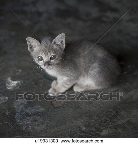 Stock Image - Kitten, Thailand. Fotosearch