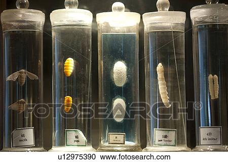 Stock Image - Life stages of a moth, Suzhou, Jiangsu Province, China. Fotosearch
