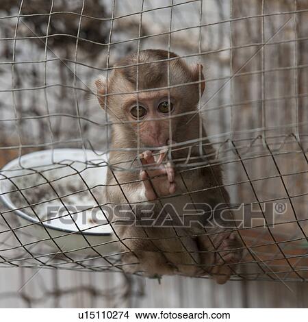 Picture - Macaque in a zoo, Thailand. Fotosearch
