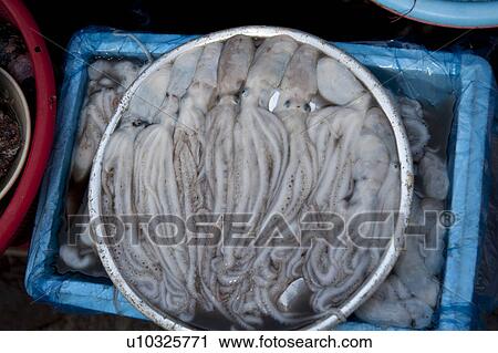 Stock Image - Octopuses at a fish market, Busan, Yeongnam, South Korea. Fotosearch