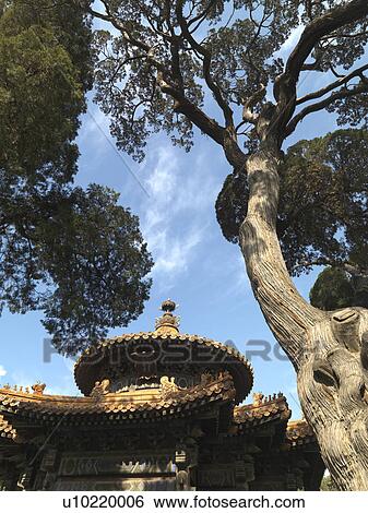 Pavilion Of Ten Thousand Spring Seasons at the Imperial Garden, Forbidden City, Beijing, China View Large Photo Image Stock Photograph - Pavilion Of Ten Thousand Spring Seasons at the Imperial Garden, Forbidden City, Beijing, China. Fotosearch