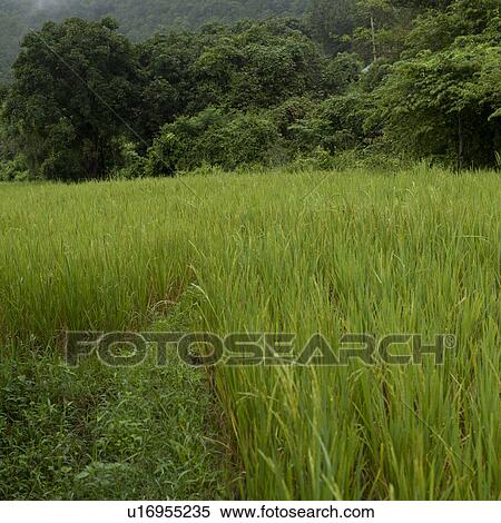 Stock Photography - Rice field, Thailand. Fotosearch