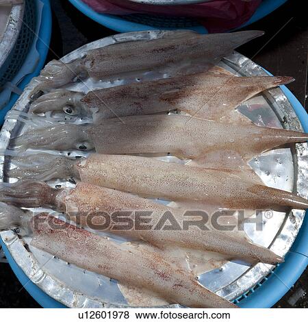 Squids at a market stall in fish market, Busan, Yeongnam, South Korea View Large Photo Image Stock Photo - Squids at a market stall in fish market, Busan, Yeongnam, South Korea. Fotosearch