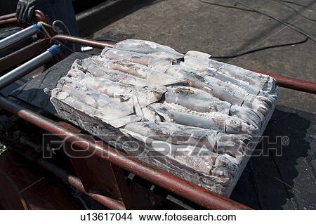 Picture - Squids on a conveyor belt in a fish market, Busan, Yeongnam, South Korea. Fotosearch