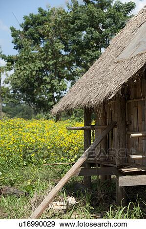 Thatched roofed stilt house in a field, Chiang Dao, Chiang Mai Province, Thailand View Large Photo Image Stock Photo - Thatched roofed stilt house in a field, Chiang Dao, Chiang Mai Province, Thailand. Fotosearch