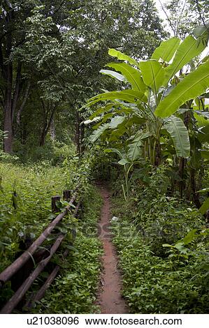 Stock Photograph - Trail in a forest, Thailand. Fotosearch