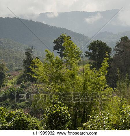 Stock Image - Trees in a forest, Chiang Dao, Chiang Mai Province, Thailand. Fotosearch